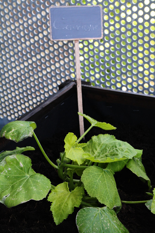 Veggie patch - zucchini Veggie patch - zucchini