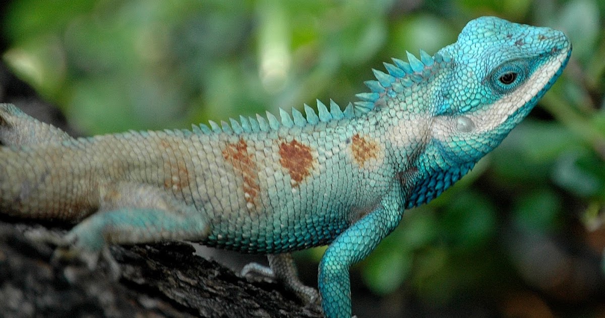 Broadford Primary Fact Hunters Chocolate & Lizards