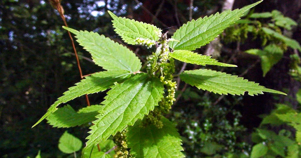 Tree Nut Allergy Natural Remedies Tree Nut Allergy Natural Remedies