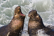 Elephant Seal (elephant seal )