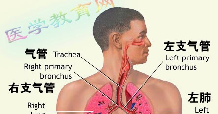 Studying Math And Science In Chinese ~ Parenting Times