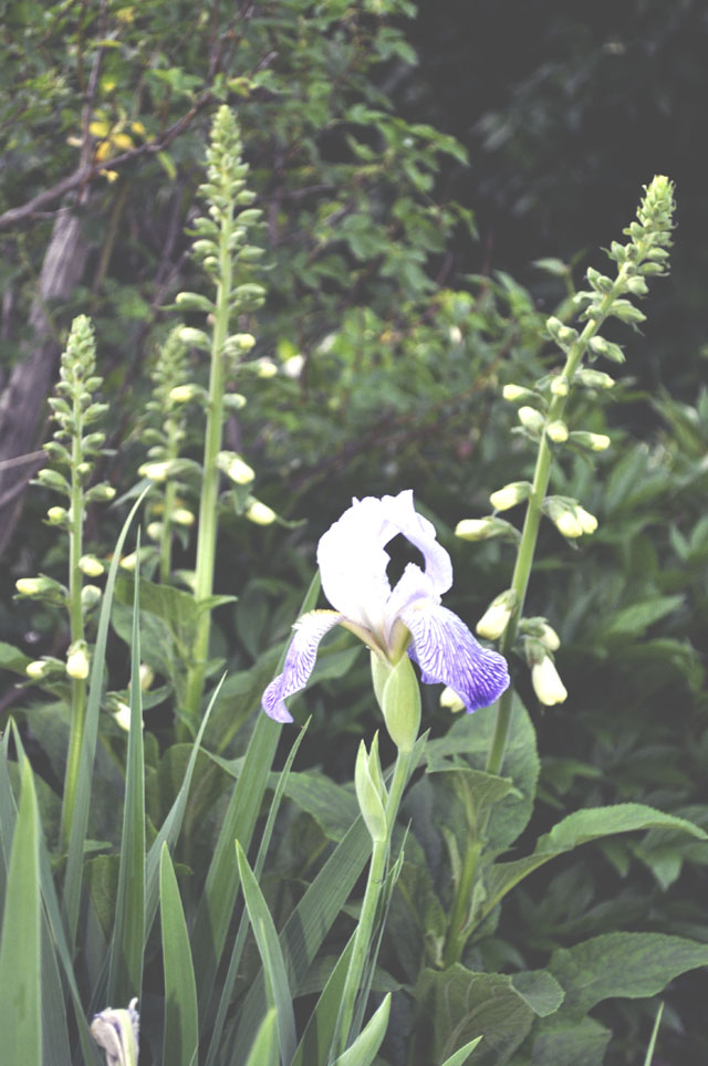 foxglove