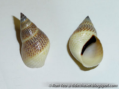 Black-mouthed Periwinkle (Littoraria melanostoma) Black-mouthed Periwinkle (Littoraria melanostoma)