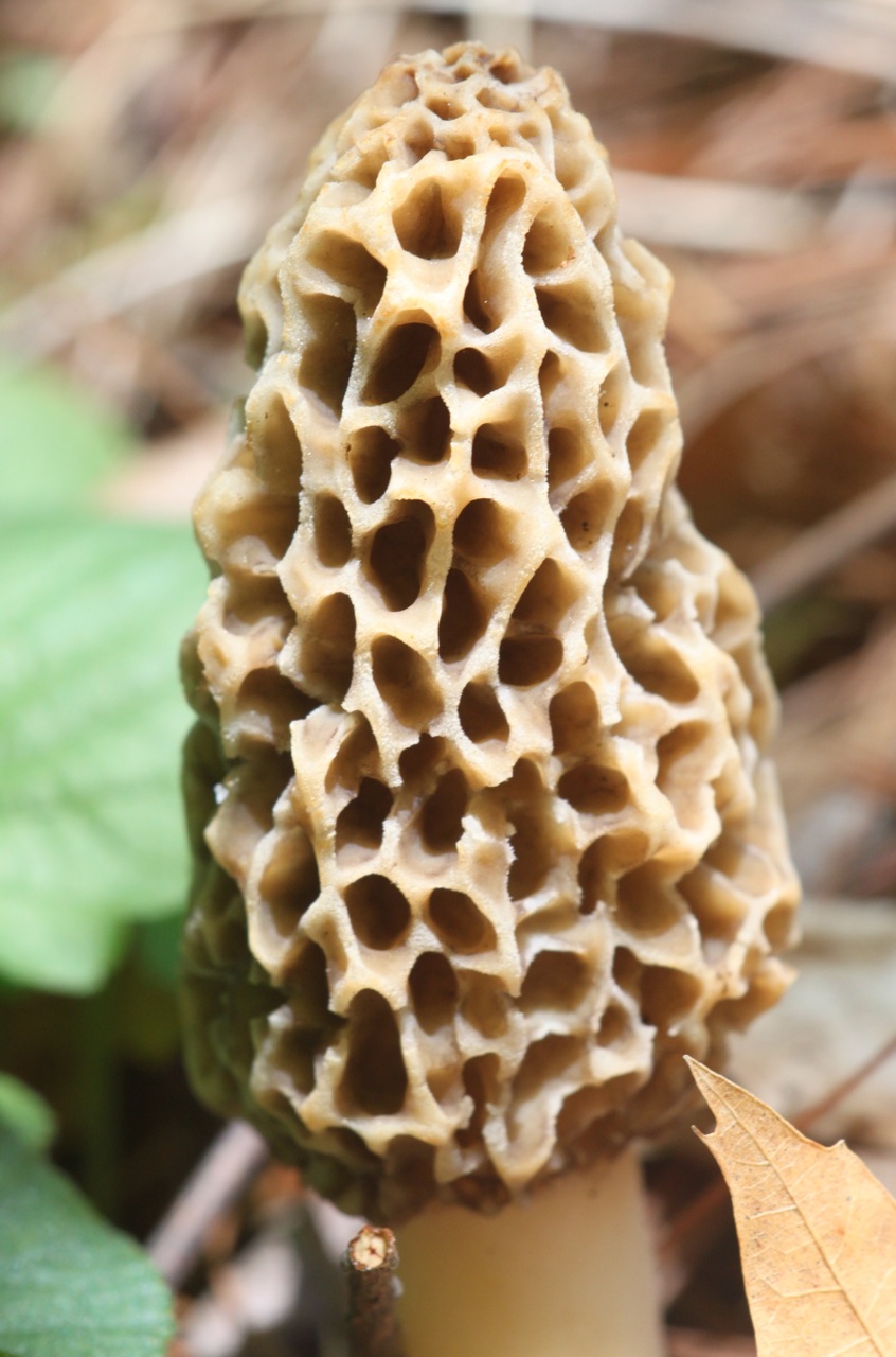 Kalamazoo Seasons Morels