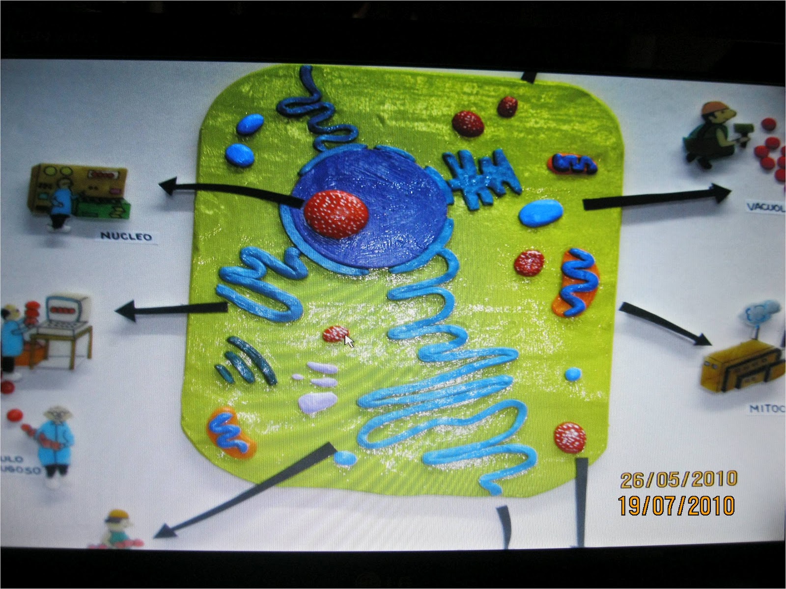 Esta es una maqueta de la celula animal conjuntamente comparada con ...