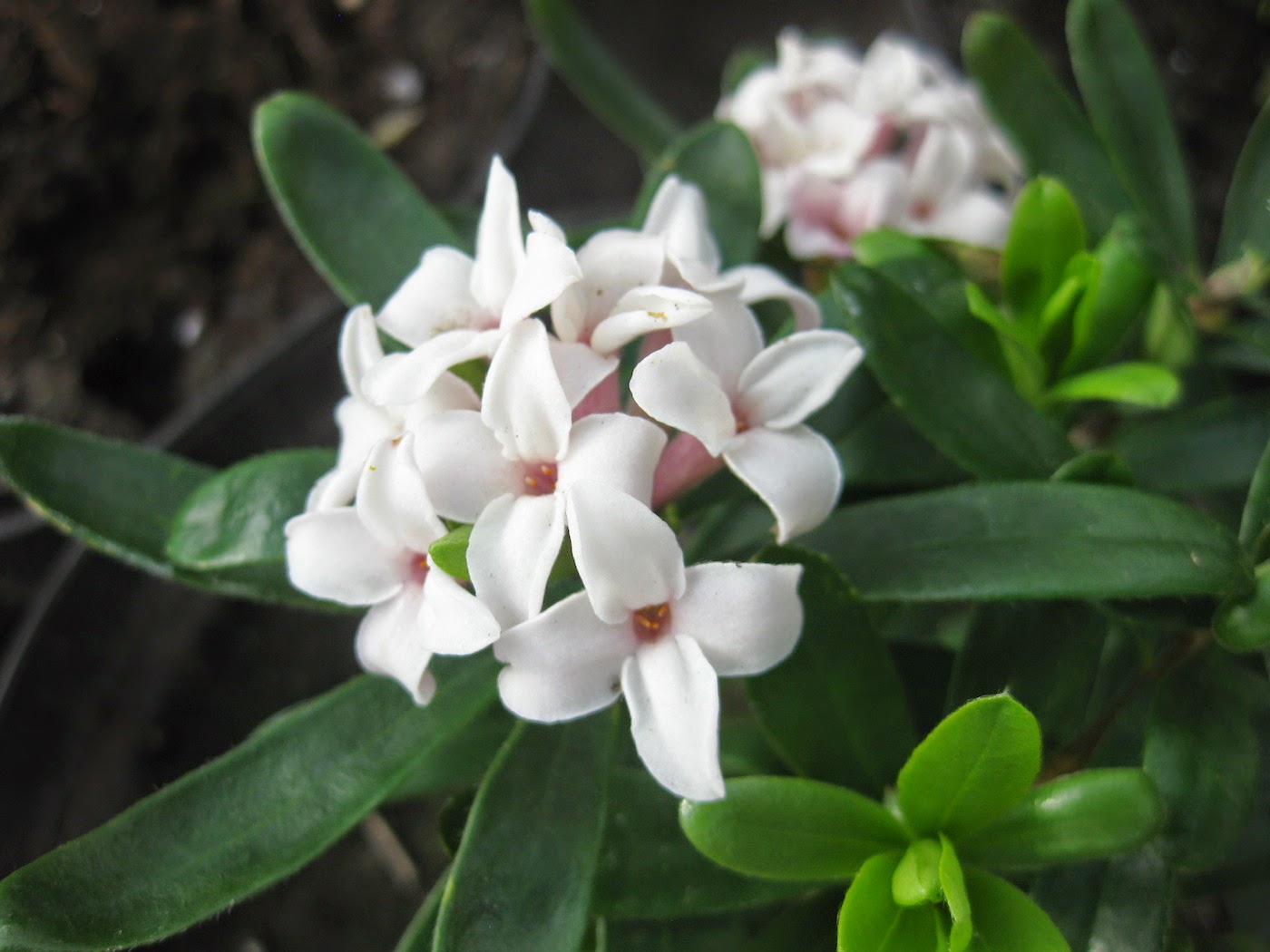 Daphne 'Eternal Fragrance'