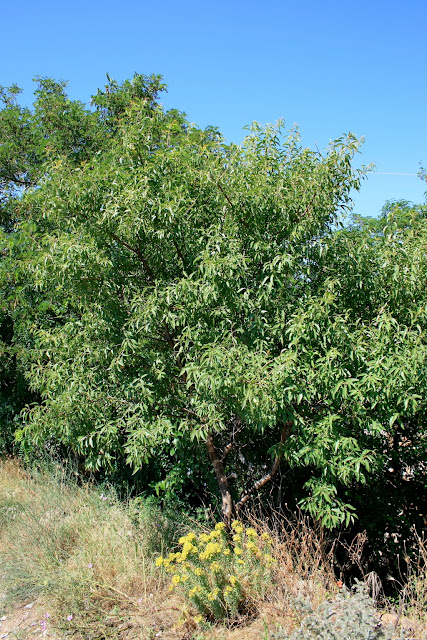 Prunus dulcis