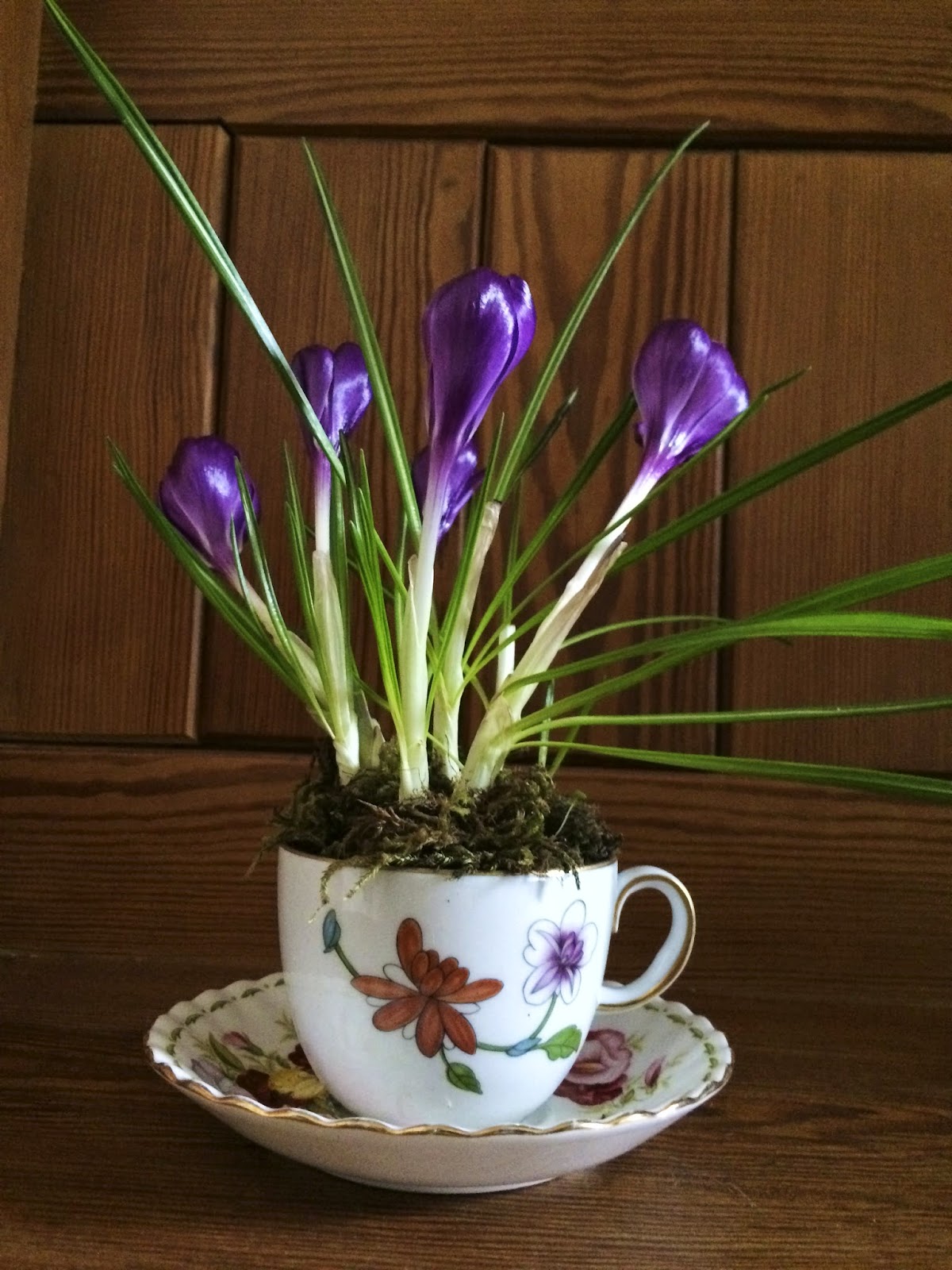 A vintage teacup of crocuses forcing crocus indoors