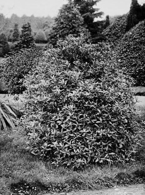 Future Plants By Randy Stewart Pittosporum