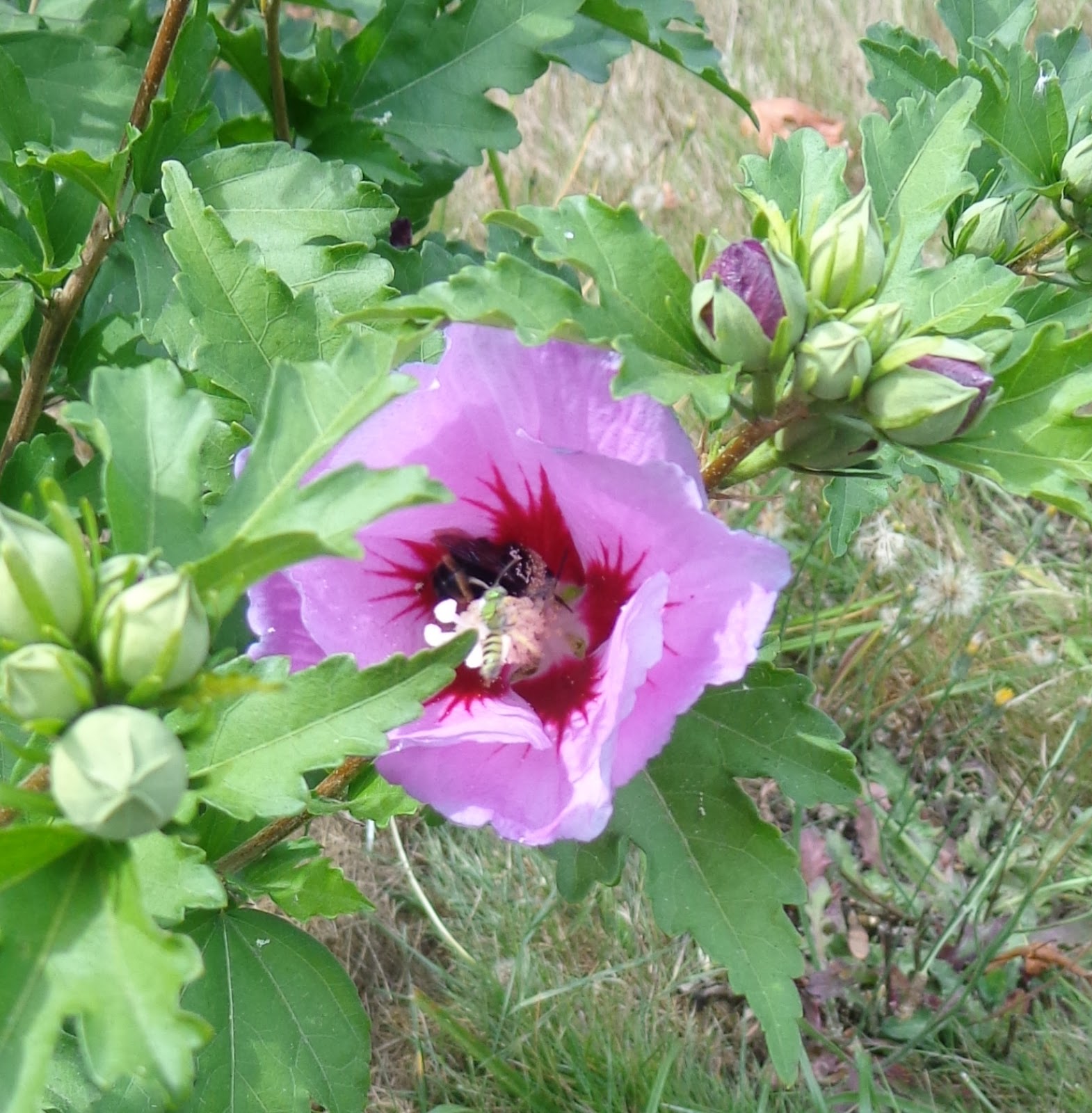 Growing Greener in the Pacific Northwest Rose of Sharon