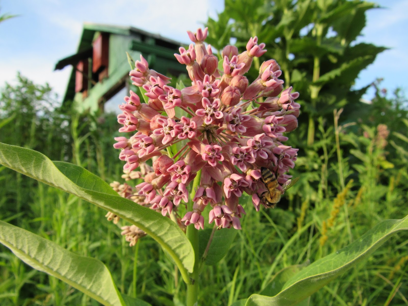 the common milkweed Blooms & Edible Columbus