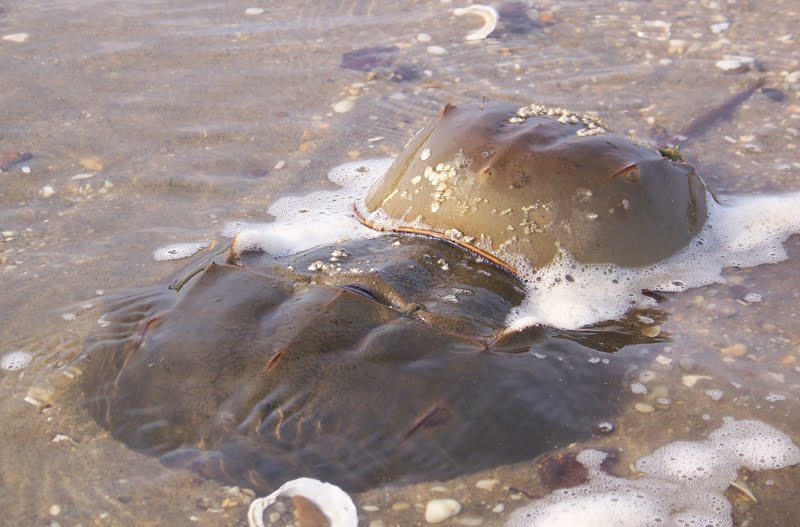 Watch Where You Walk! Horseshoe Crabs on the Beach Nature on the Edge