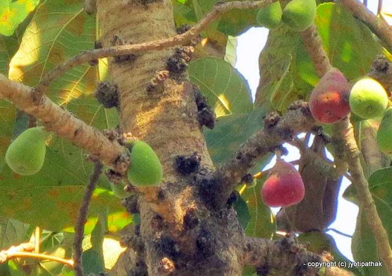 Taste of Nepal Glossary of Common Fruits of Nepal (EnglishNepali) Part I