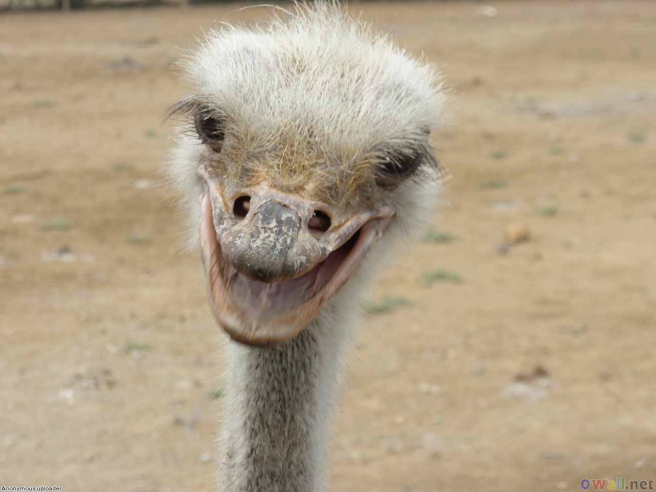 Funny Ostrich Photos