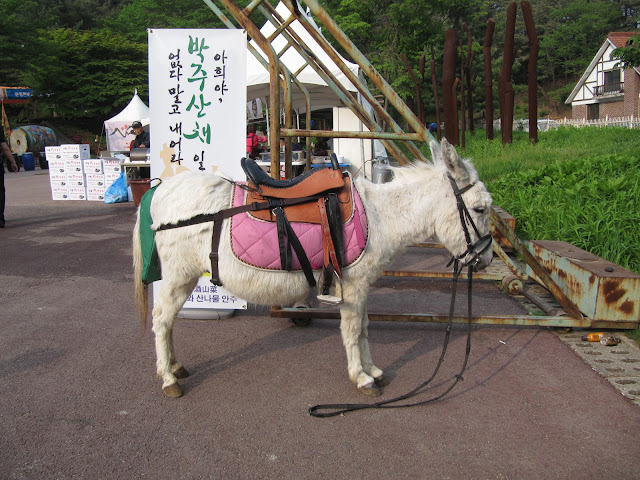 mammalia,cattle,donkey,ass,chordata,animalia,equss,working animal mammalia,cattle,donkey,ass,chordata,animalia,equss,working animal