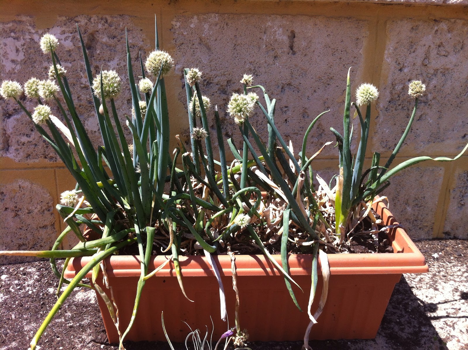 garden4you Spring Onion Seed Saving