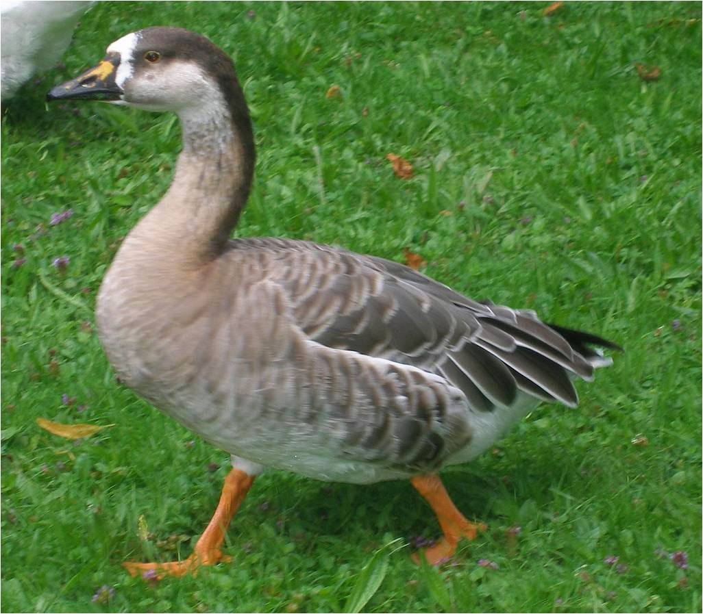 Bird Hybrids Swan Goose x (Barheaded Goose x Snow Goose) trigen