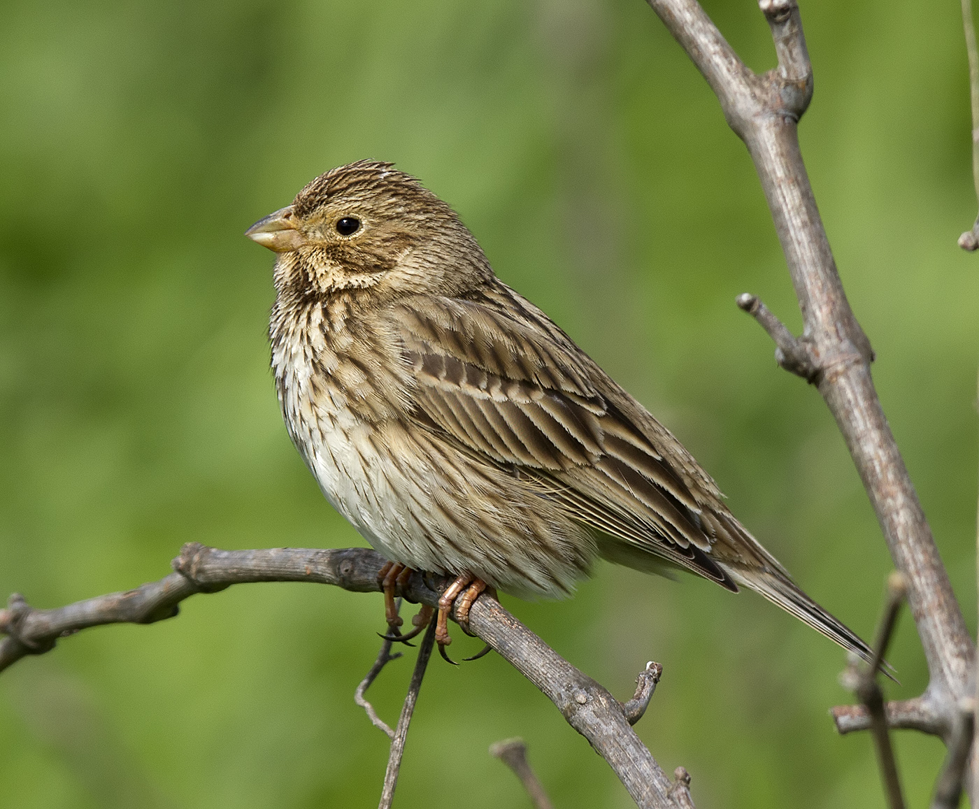 birdwatching in greece athens farmland birds corn bunting birdwatching in greece athens farmland birds corn bunting