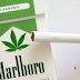 Marlboro Mengeluarkan Varian Baru, Rokok Rasa Ganja