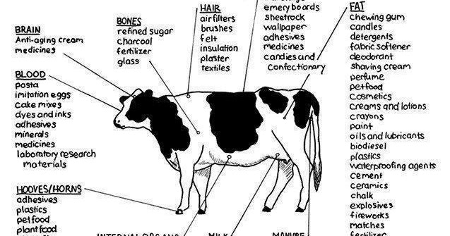 BEing Vegan: Hidden animal derived ingredients