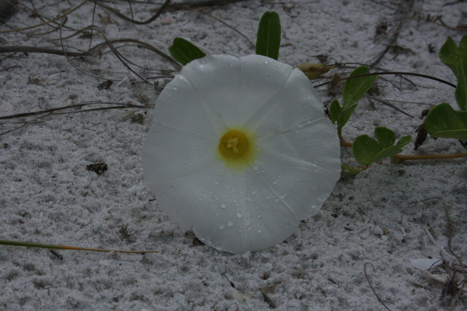 Native Florida Wildflowers Beach Morning Glory Ipomoea imperati