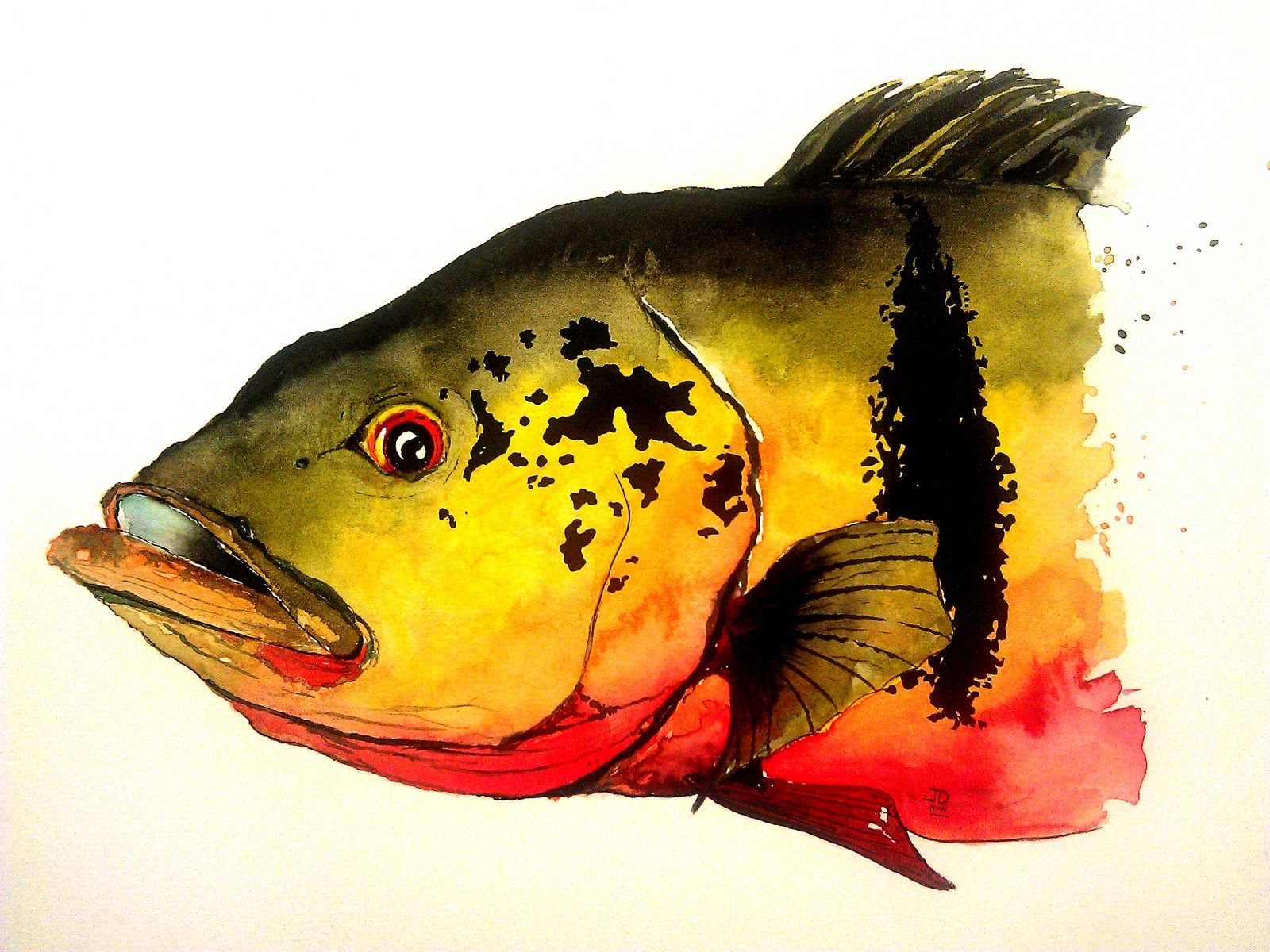 A Year On The Fly Peacock Bass