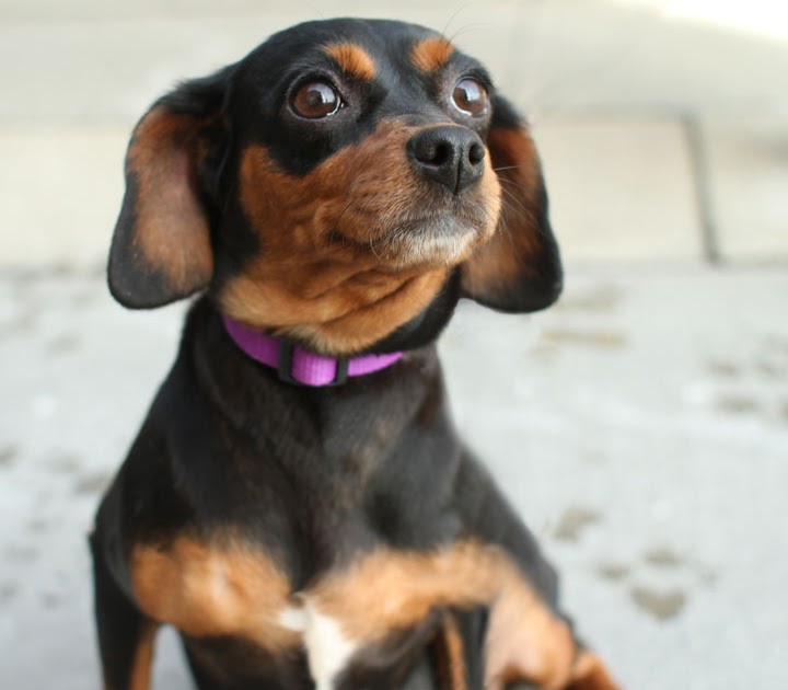 Maxine - Miniature Pinscher mix