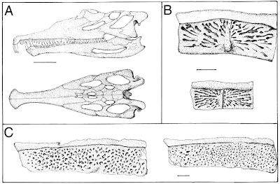 Typothorax skull