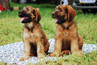 Briard Puppy Picture Briard Puppy Picture