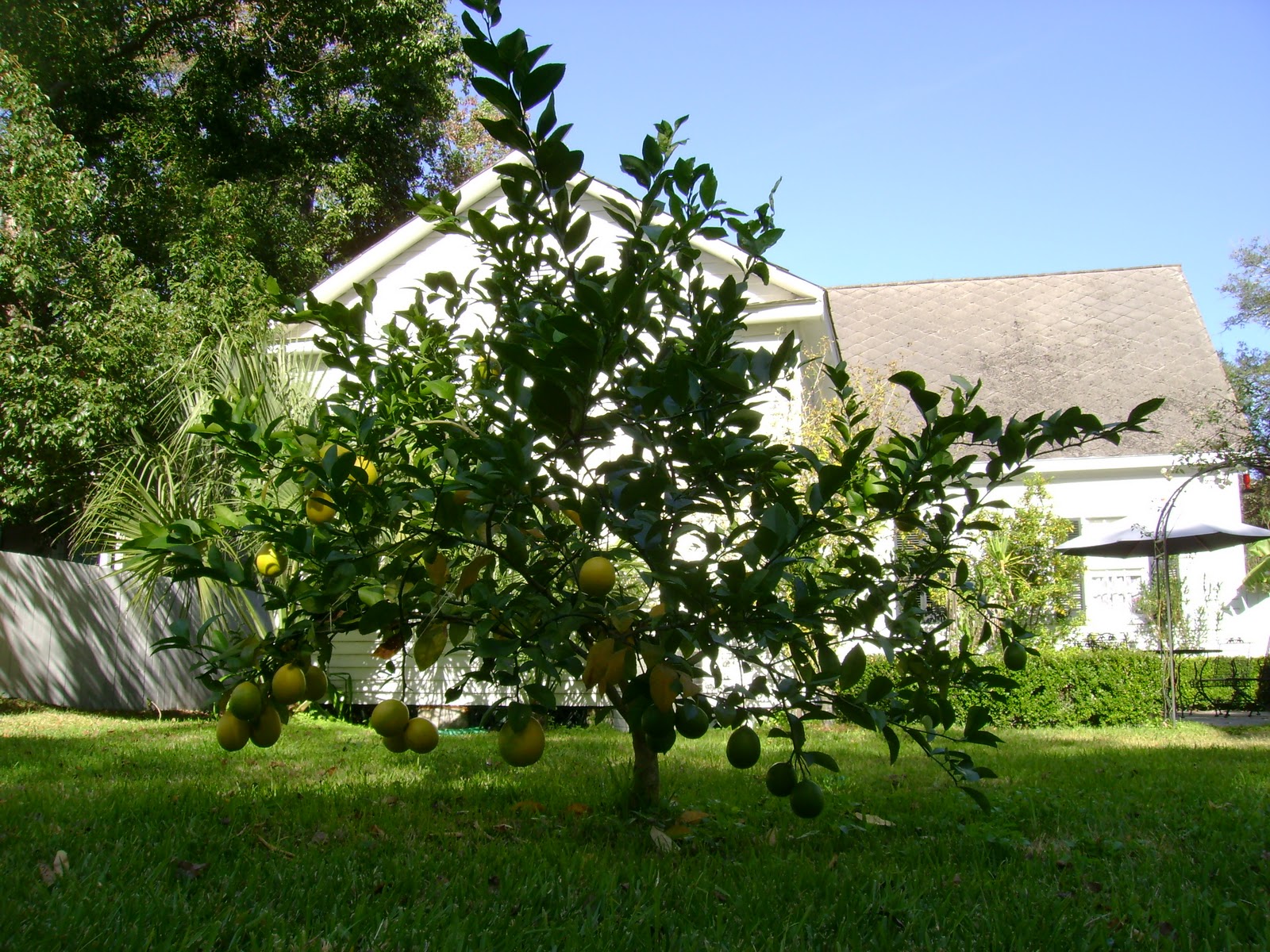 From Rome to Home My life in Mobile, Alabama Lemon Trees