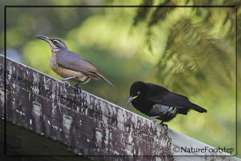 NatureFootstep Australian birds Victoria's Riflebird Ptiloris victoriae
