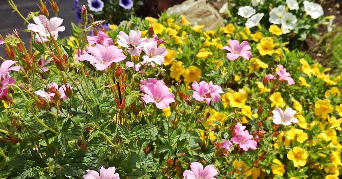 67 Not Out The Heady Odour Of Flowers As A Message From A Deceased