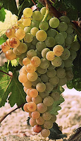 RACIMO UVA PEDRO XIMÉNEZ