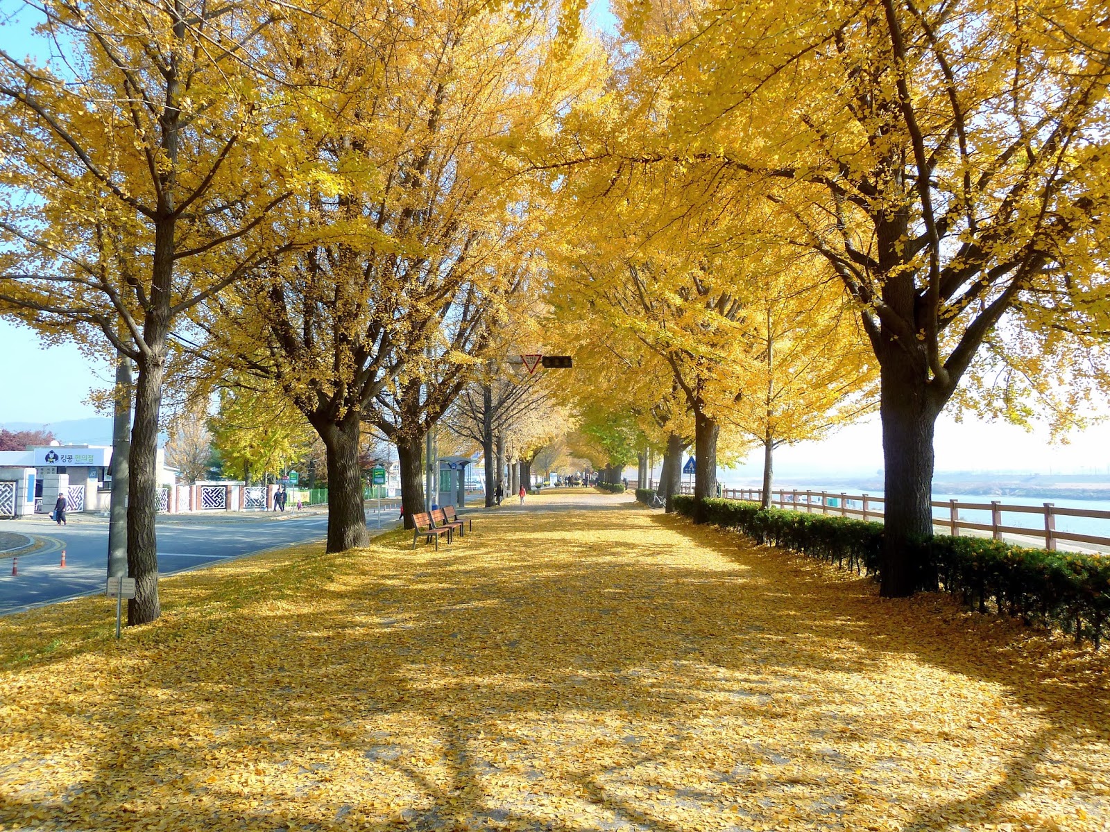 Golden Tree Lined Street, Cheonan | korea wanderlust