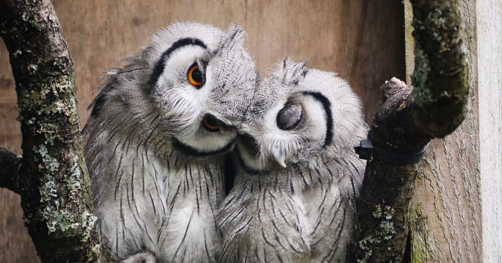 White Wolf : 15 Adorable Photos of Owls Caught in a Warm Embrace