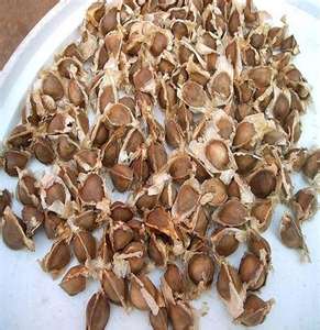 EL TALLER DE GUASATO: Usos de Moringa EL TALLER DE GUASATO: Usos de Moringa