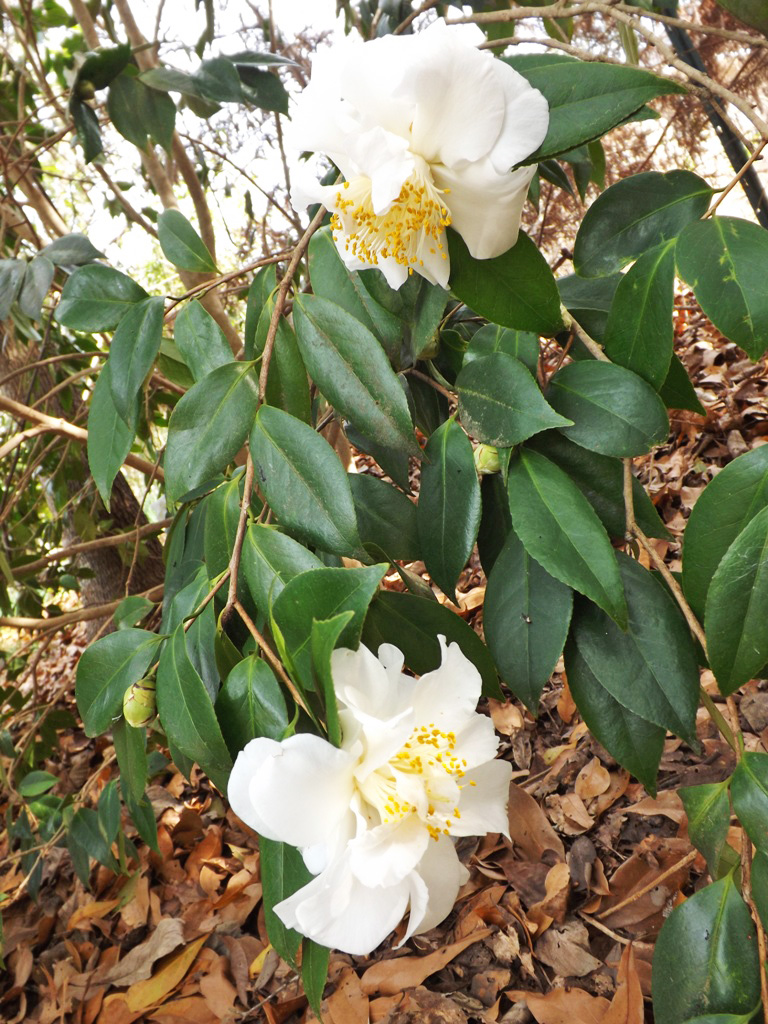 MARIETTE'S BACK TO BASICS: Our Camellia Sinensis 