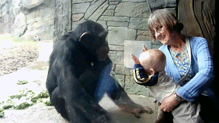 Animals vs kids (40 gifs), animals being jerks gif, chimpanzee vs baby