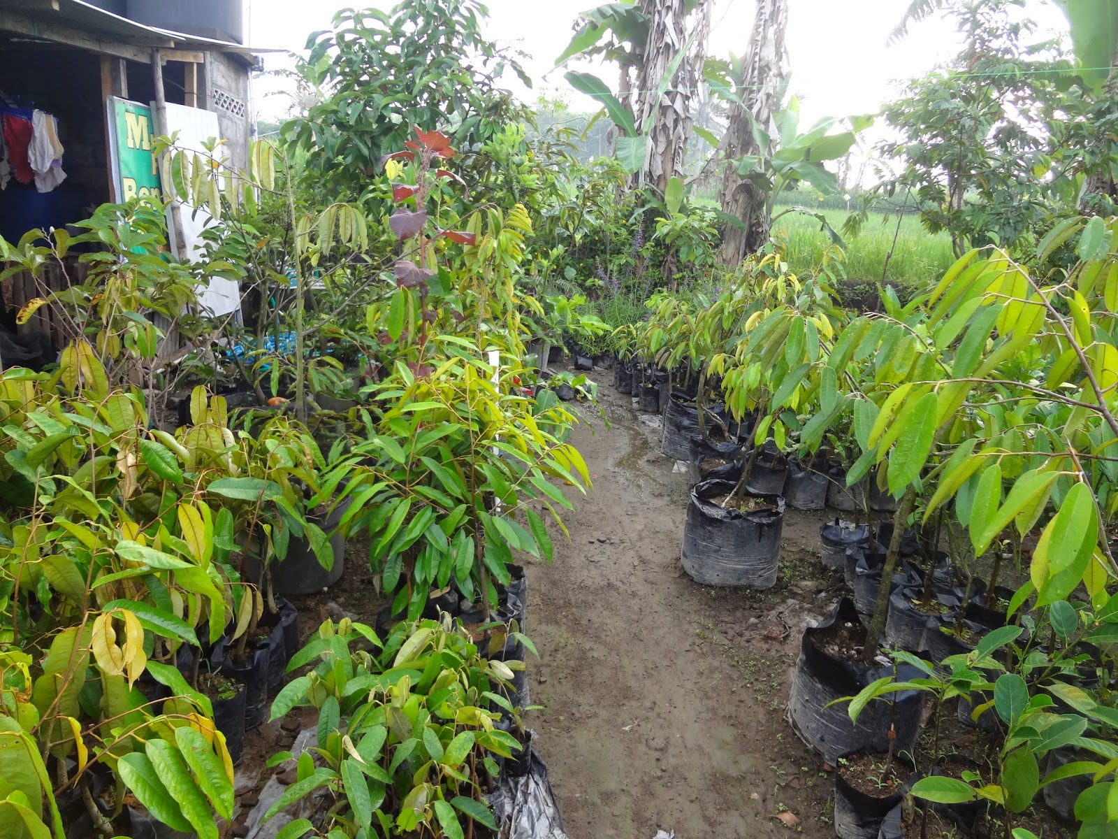 MSEED Spesial Pusat Perbenihan dan Budidaya Tiga
