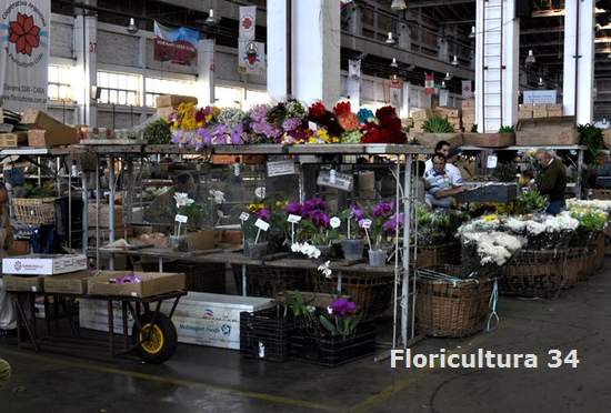 Floricultura 34: Mercado Mayorista de Flores en Capital Federal