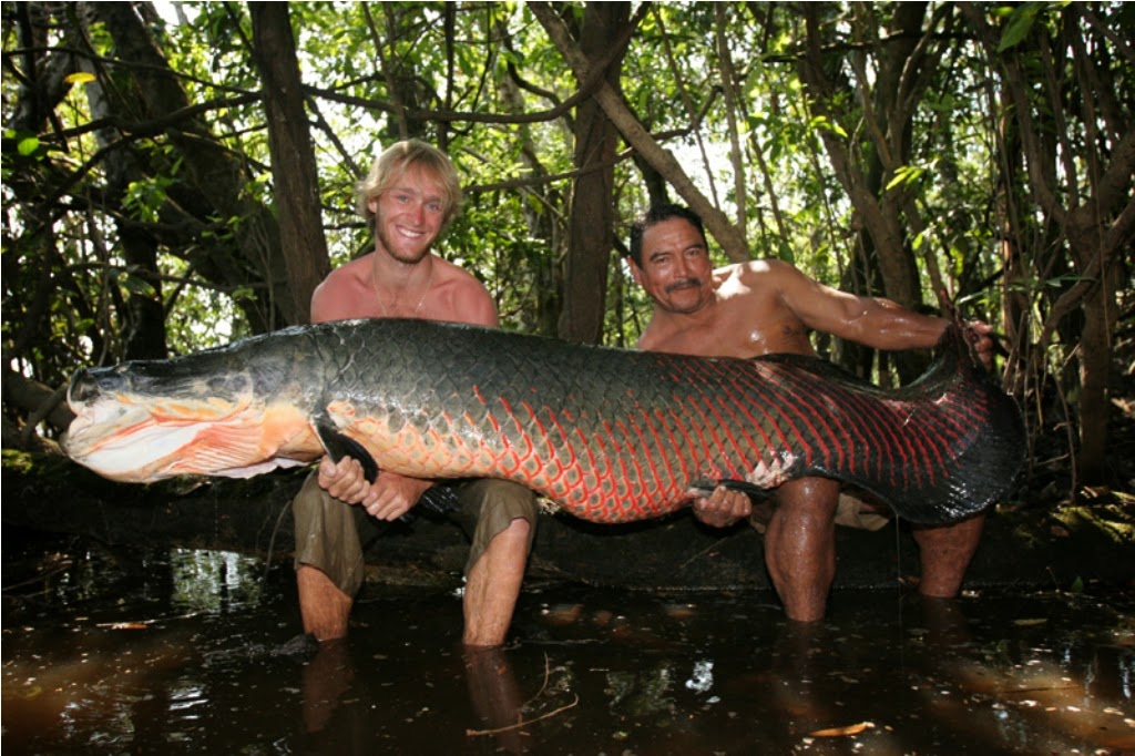 temuan arapaima ukuran raksasa
