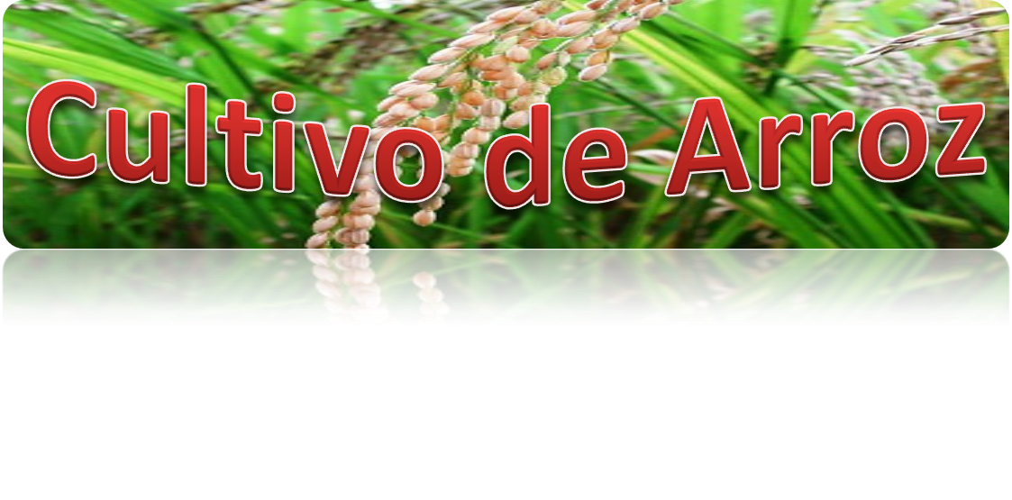 CULTIVO DE ARROZ