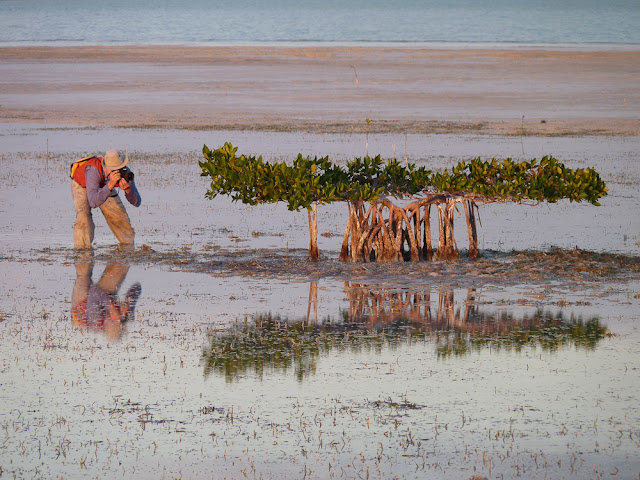 Mac Stone photographs his favorite mangrove Mac Stone, Everglades