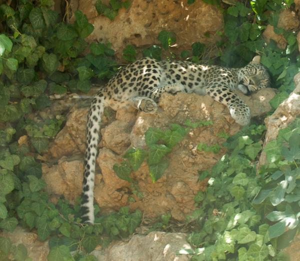 persian-leopard-susan-heller.jpg