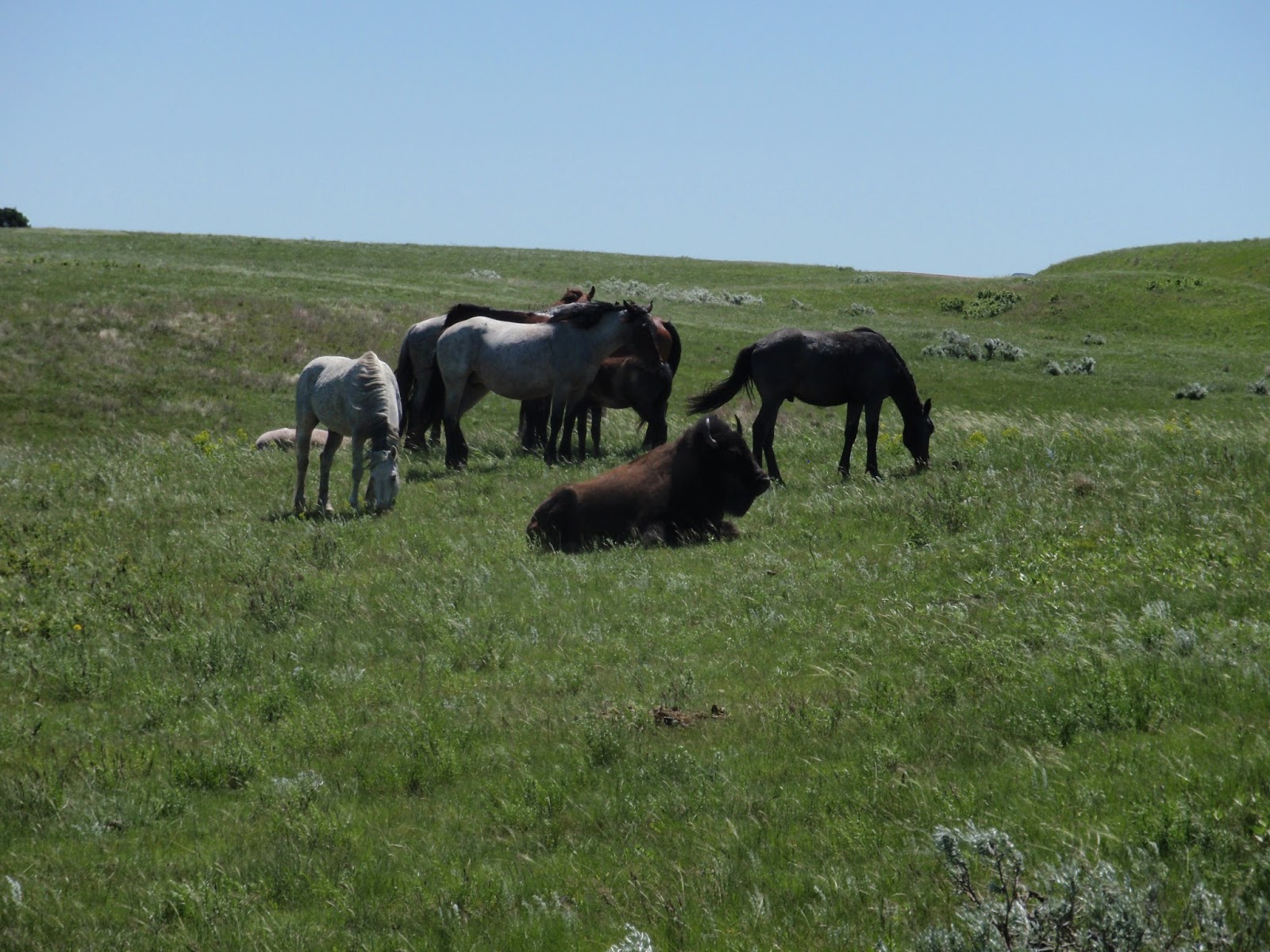 Alaska Dream Trip Pictures of wild horses and buffalo in the park