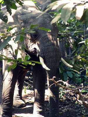 safari elephant at lake manyara reserve African Safari pictures. Elephant at lake Manyara National Park, Tanzania by JoseeMM