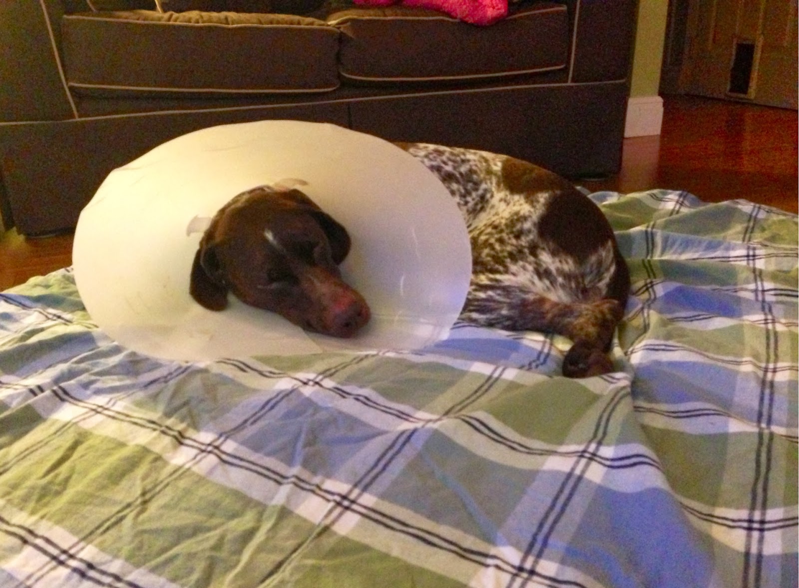 What Does Mastitis Look Like On A Dog