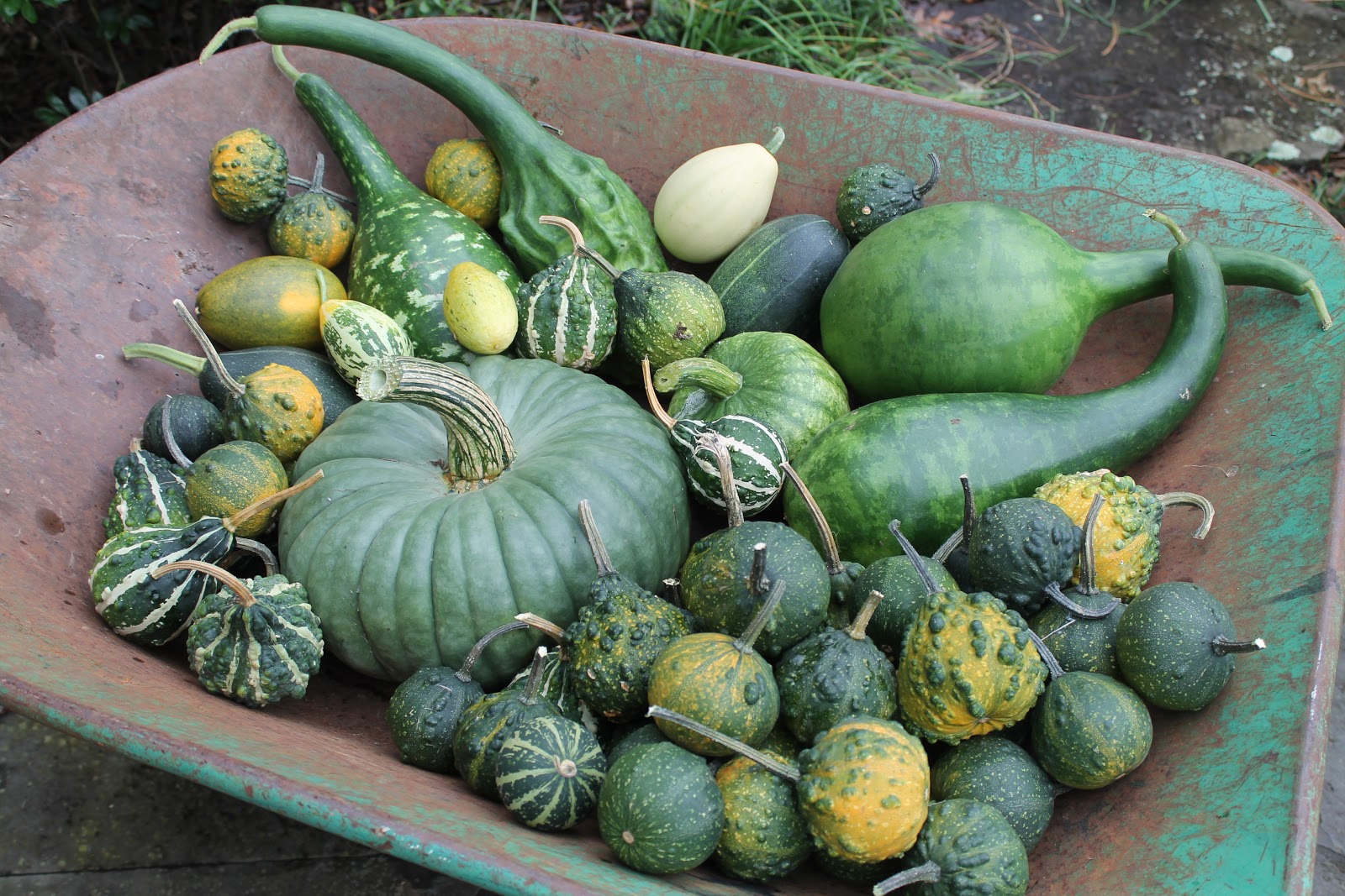 Elizabeth & Co. A Bountiful Harvest