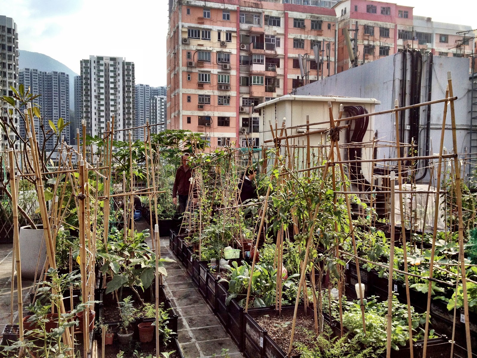 Saucy Onion Hong Kong Roof Top Farms