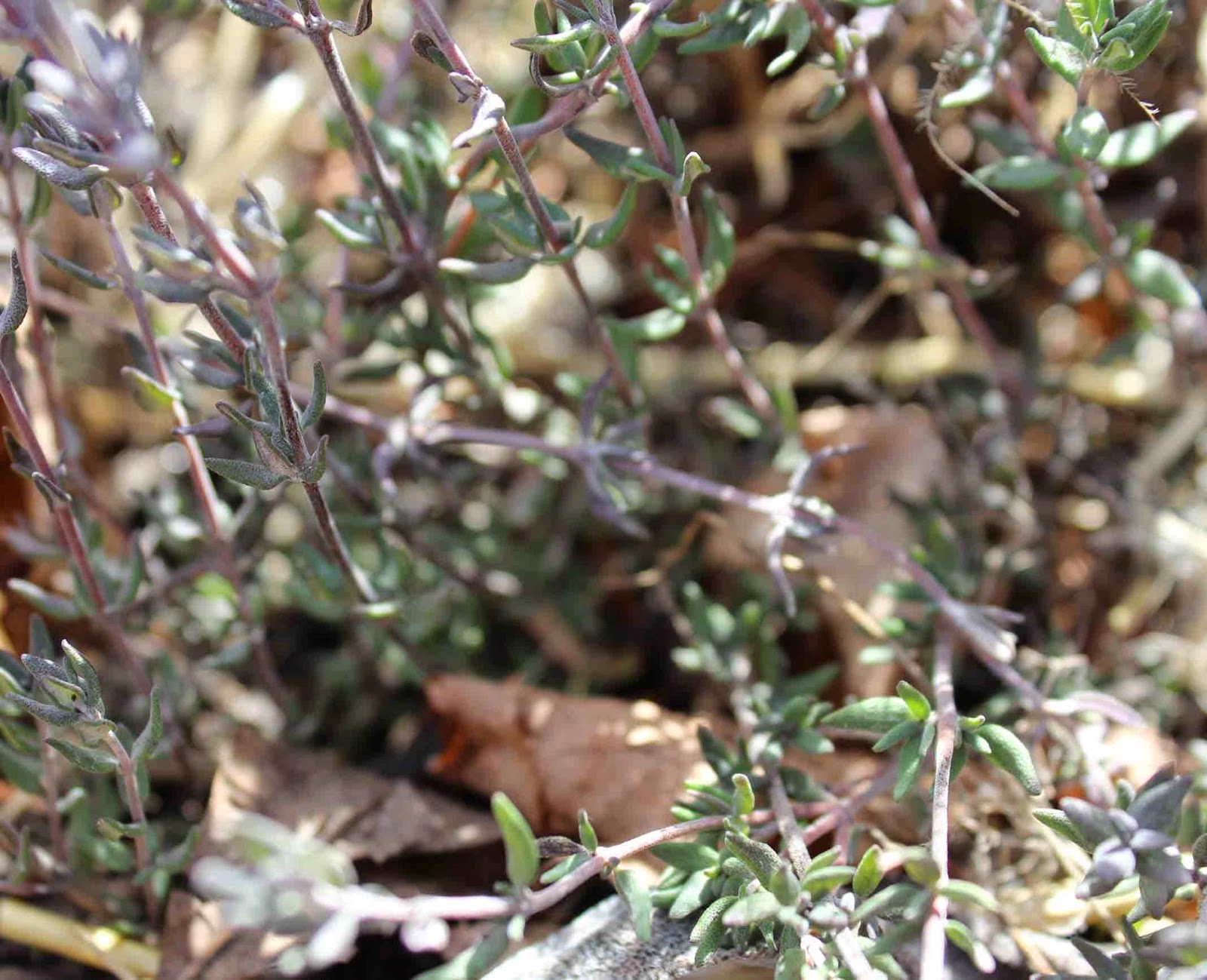 The Gardening Me Garden Survivors and Casualties